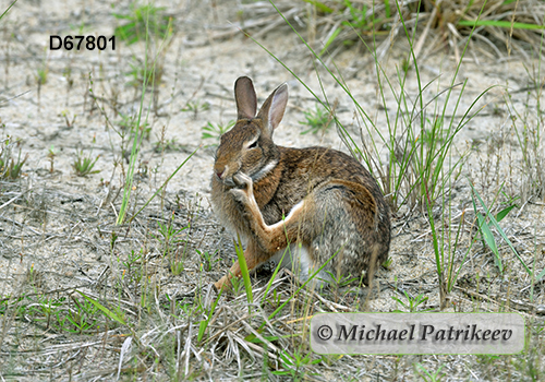 Eastern Cottontail (Sylvilagus floridanus)